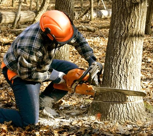 Tree Removal in Ellicott City, MD